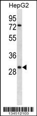 KLK10 Antibody