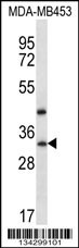TAF9B Antibody