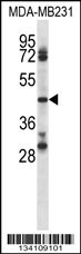 CD84 Antibody