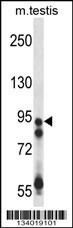 USP20 Antibody