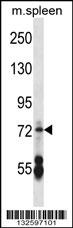 CNGA2 Antibody