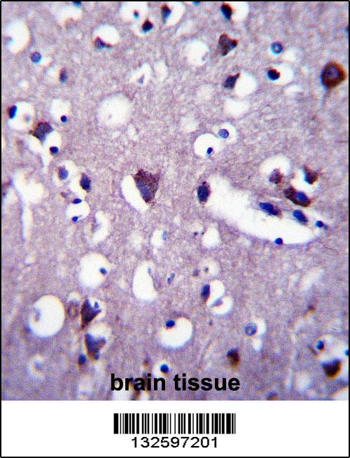 CNGA2 Antibody