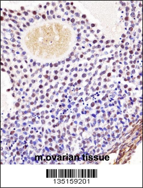 Mouse Wee2 Antibody