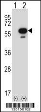 Stk25 Antibody
