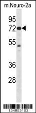 Pak4 Antibody