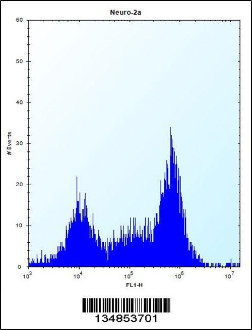 Pak4 Antibody