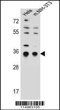 SSR1 Antibody