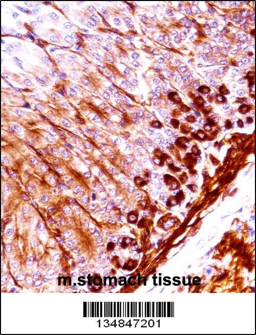 Mouse Nek5 Antibody