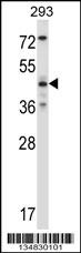 Mapk9 Antibody