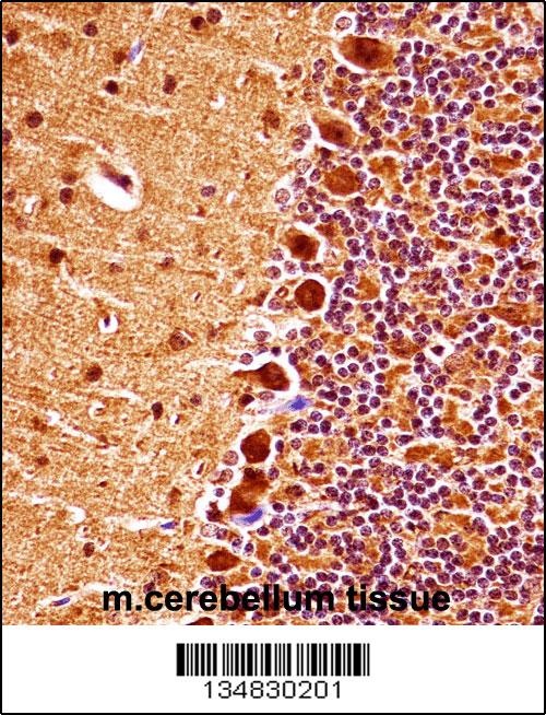 Mapk9 Antibody
