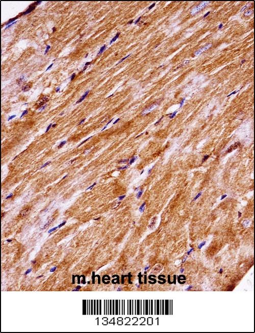 Mouse Map4k3 Antibody