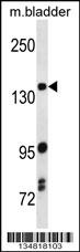 Mouse Map3k5 Antibody