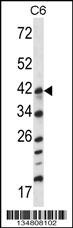 Map2k3 Antibody
