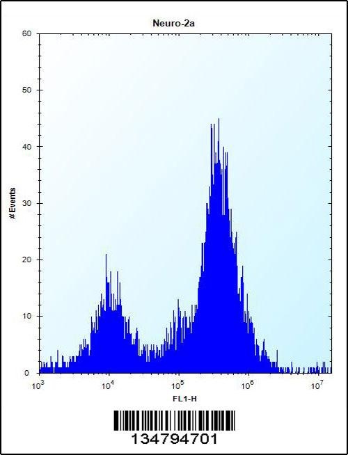 Irak1 Antibody