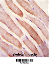 STC2 Antibody