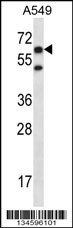 CHFR Antibody