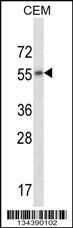CHRM2 Antibody