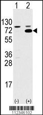 SWAP70 Antibody