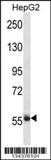 SP3 Antibody