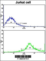 CD8B Antibody