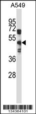 S1PR5 Antibody
