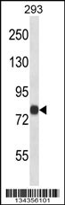 ACSL4 Antibody