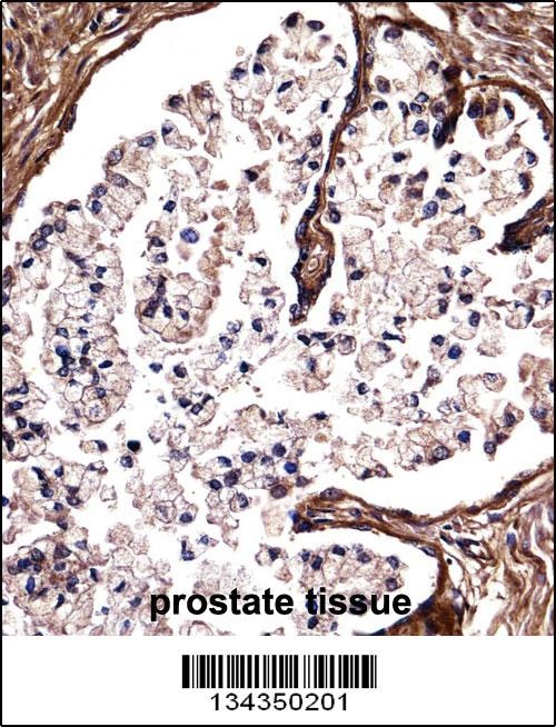 DSG2 Antibody