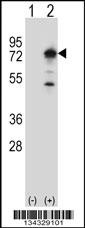 PPEF1 Antibody