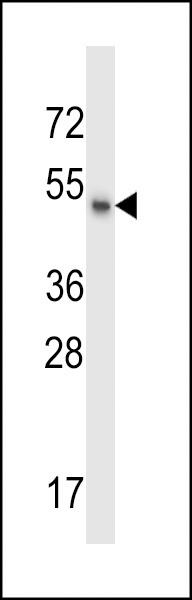 MSL1 Antibody