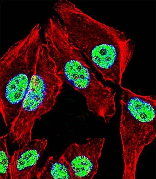 ZNF207 Antibody