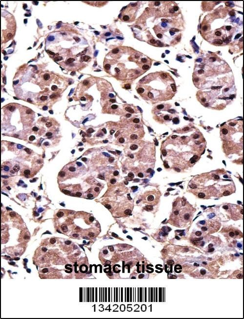 MAGOH Antibody