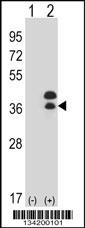 DLX5 Antibody