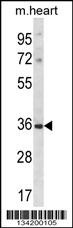 DLX5 Antibody