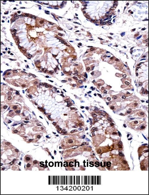 DLX5 Antibody