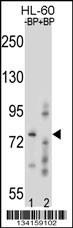 RNF40 Antibody