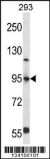 FOXP4 Antibody