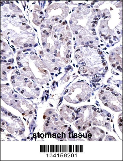 FOXP4 Antibody