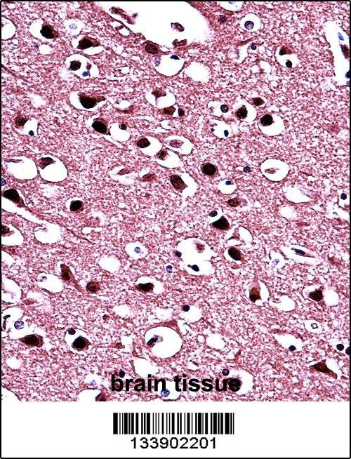 BIN1 Antibody