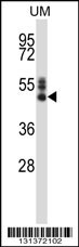 SYT7 Antibody