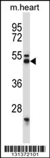 SYT7 Antibody