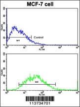 CDH9 Antibody