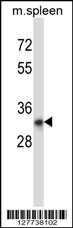 TATDN1 Antibody