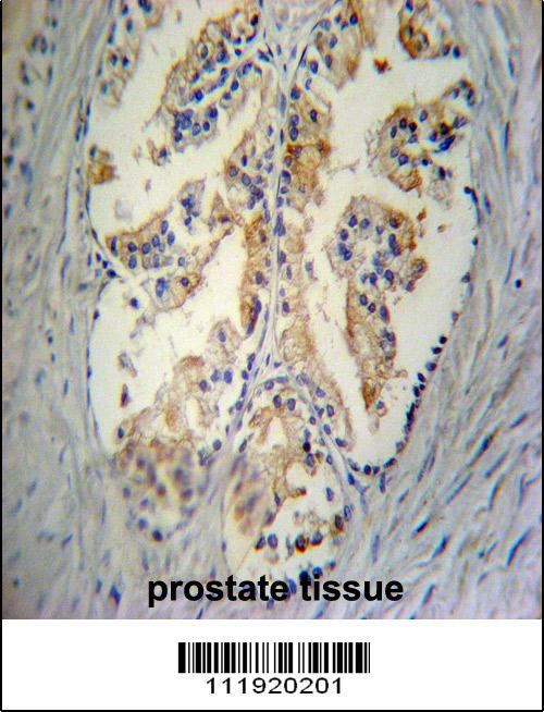 STC2 Antibody