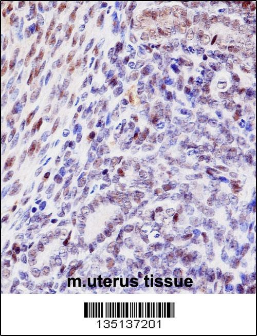 Mouse Hoxd10 Antibody