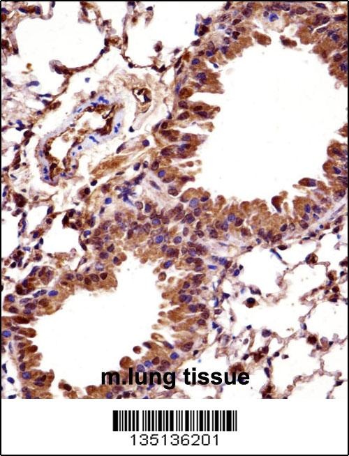 Mouse Hoxc10 Antibody