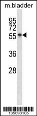 Mouse Sgk3 Antibody