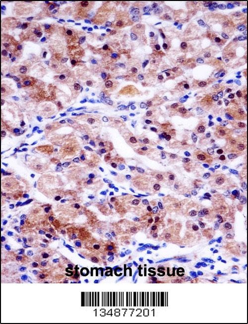 USP43 Antibody