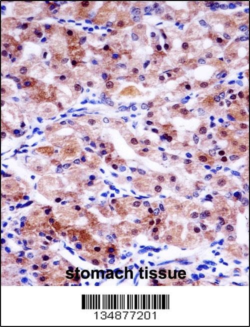 USP43 Antibody