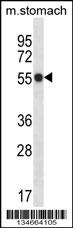 Mouse Phkg1 Antibody