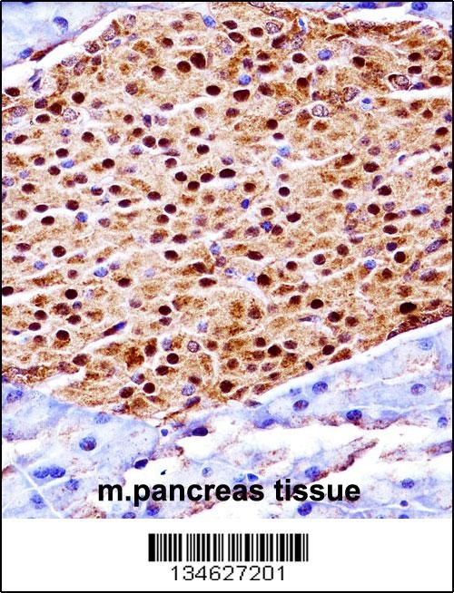 Mouse Scyl3 Antibody